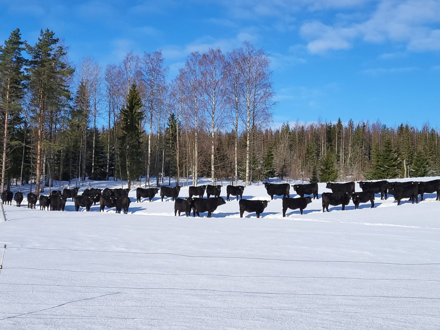 Suomen Angusyhdistys - Suomen virallinen rotuyhdistys
